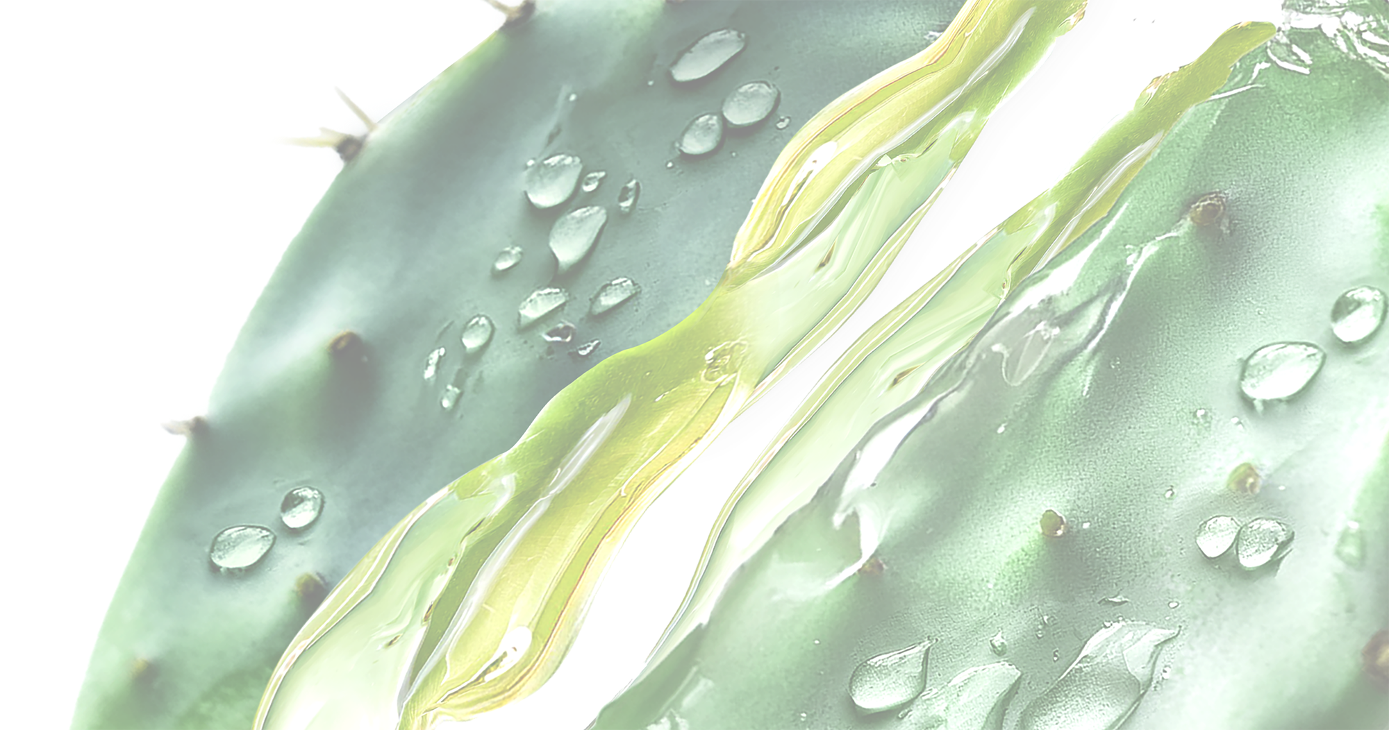 サボンドサボタ