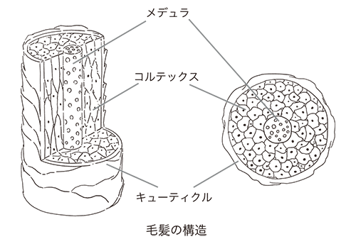 キューティクル