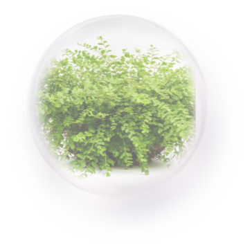 復活草のイメージ